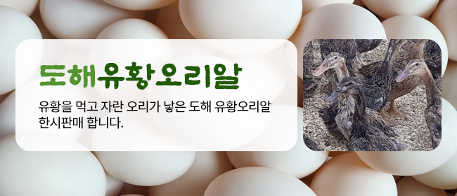 도해 유황오리알 판매